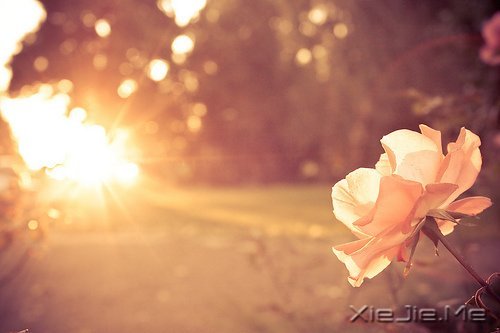 ����ʢ����������� (9)