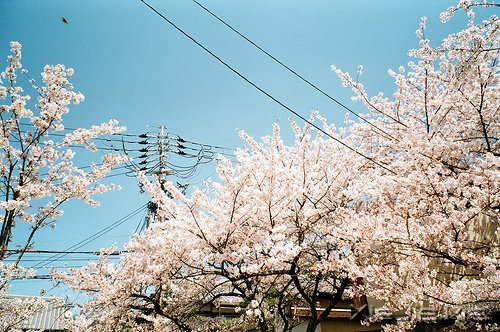 �������а��ţ�����ֻ��˳����Ȼ (3)