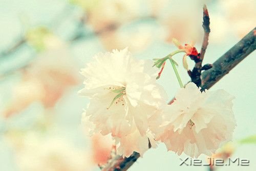 �������ֻҪ�������ڣ��ݳ���û����Ļ (7)