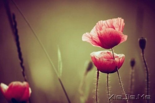 ��������¸����΢Ц��� (10)