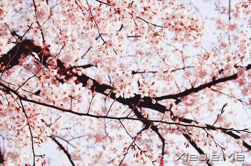 2014����12�������ı��Լ� (8)