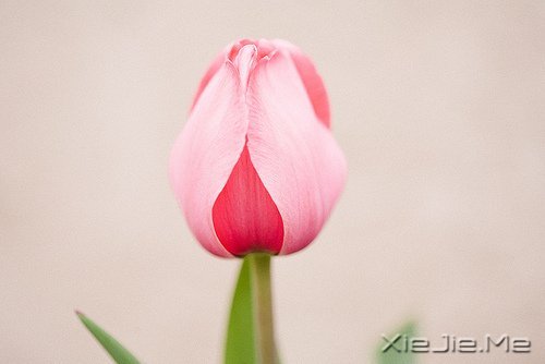 ���֣���ζ������ҩ (6)